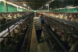 Large Fire At An Egg Farm Kills Thousands Of Chickens